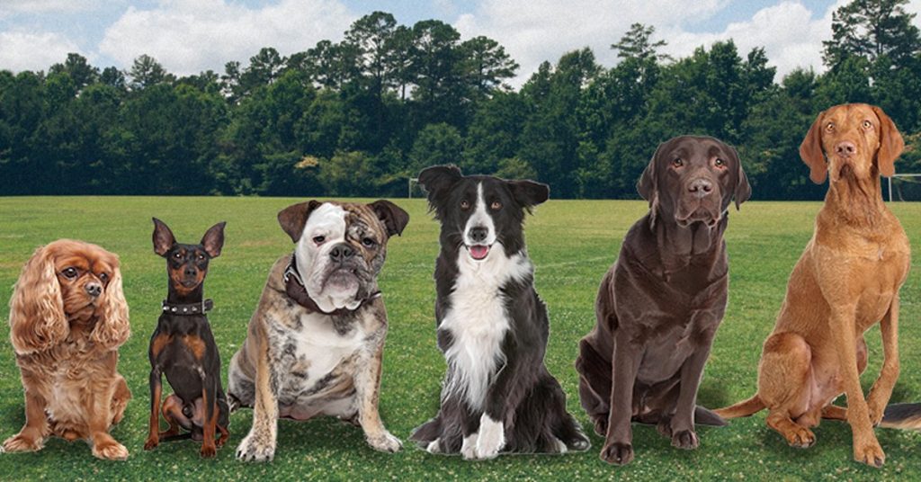 Frequently Asked Questions Black Oak Boarding